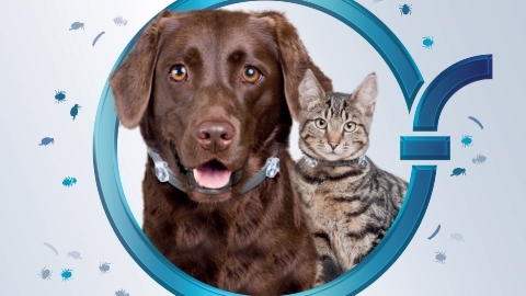 Создание flash-баннера Foresto для компании Bayer Создание flash-баннера Foresto для компании Bayer